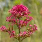 Rote Spornblume (Centranthus ruber).......