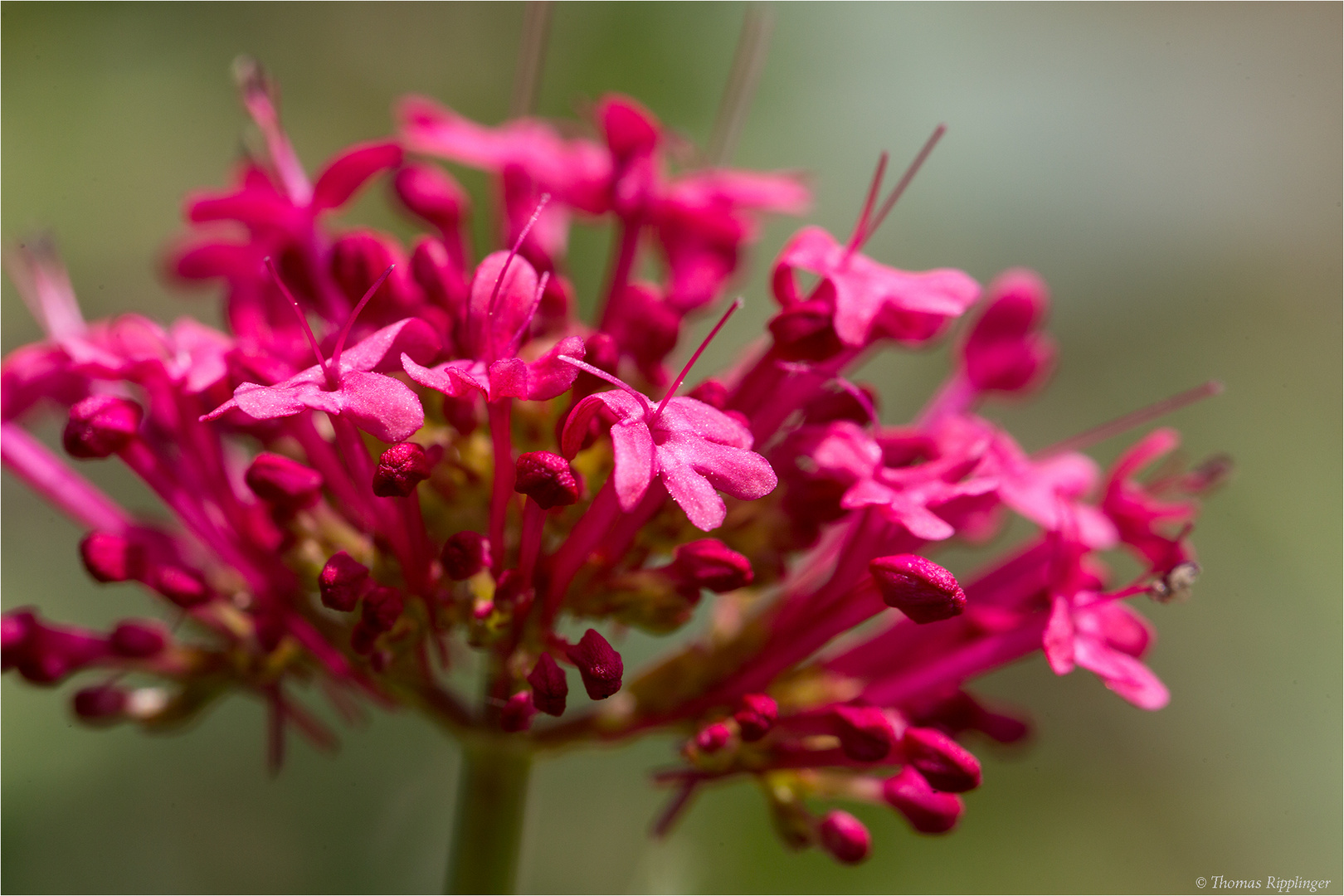 Rote Spornblume (Centranthus ruber)........