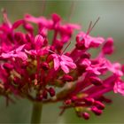 Rote Spornblume (Centranthus ruber)........