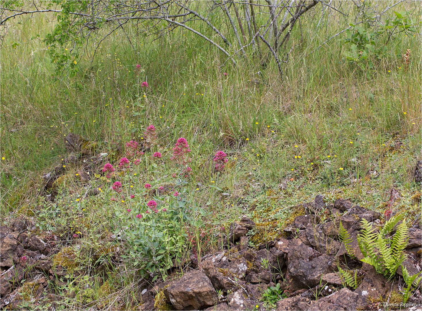 Rote Spornblume (Centranthus ruber)