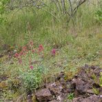 Rote Spornblume (Centranthus ruber)