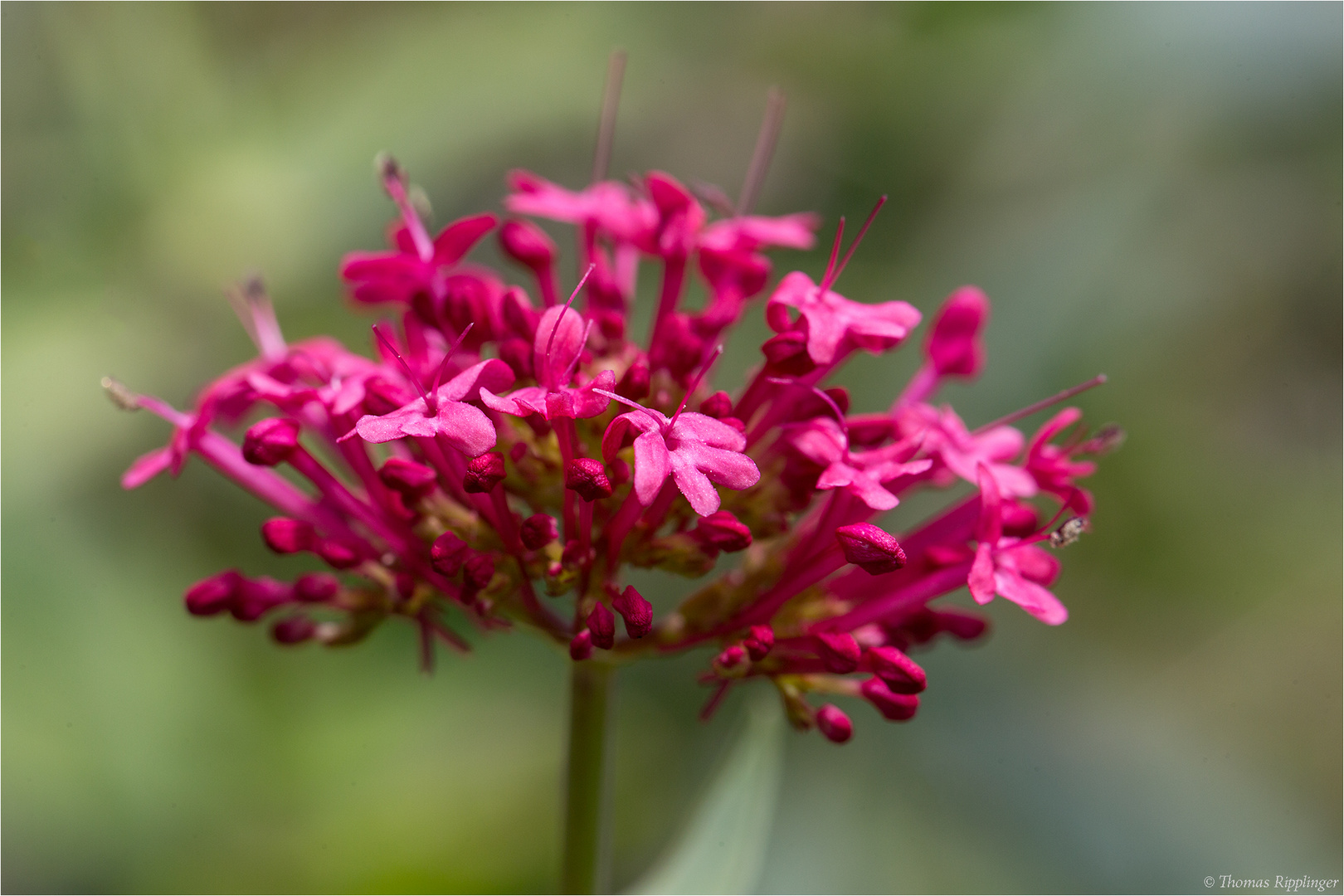 Rote Spornblume (Centranthus ruber)....