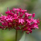 Rote Spornblume (Centranthus ruber)....