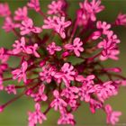 Rote Spornblume (Centranthus ruber)..........