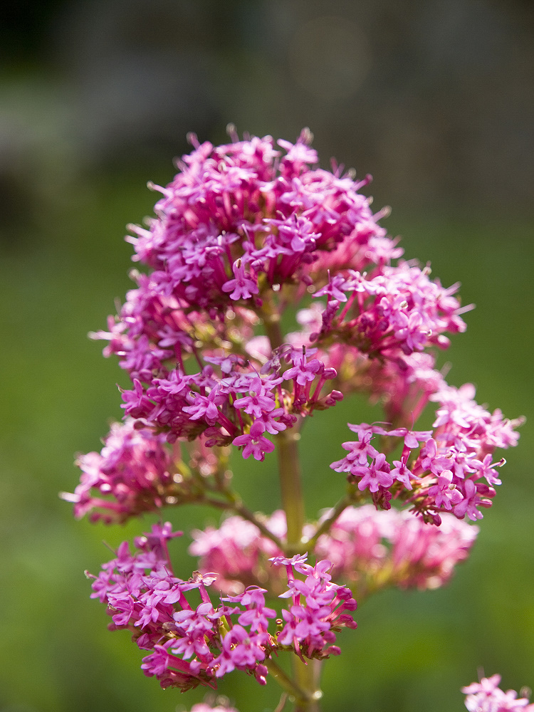 Rote Spornblume im Gegenlicht