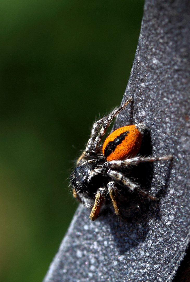 rote Springspinne