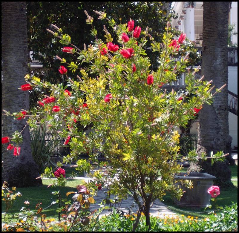 rote Spülbürsten in Sissi`s Garten