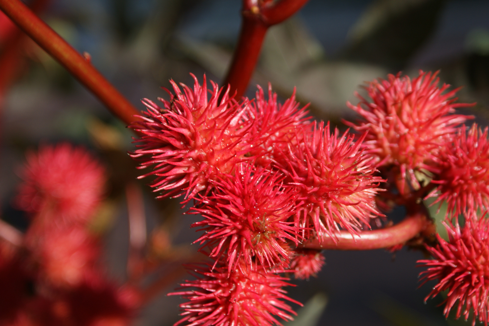 rote stachel