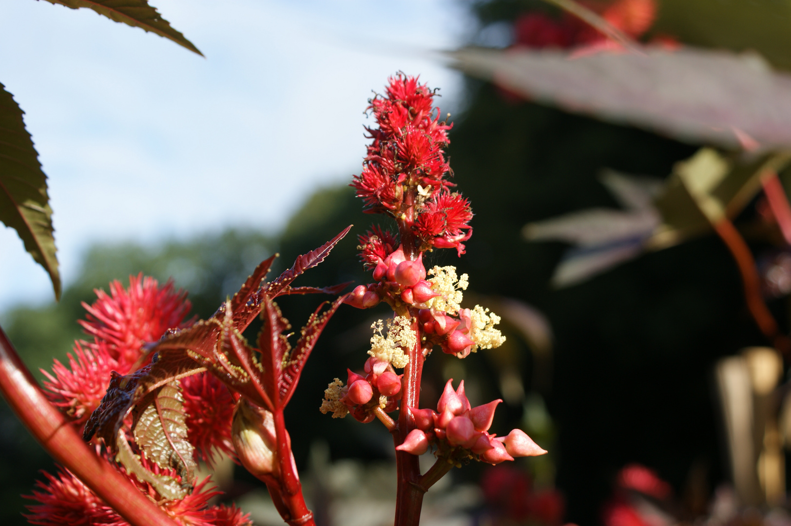 rote stachel 2