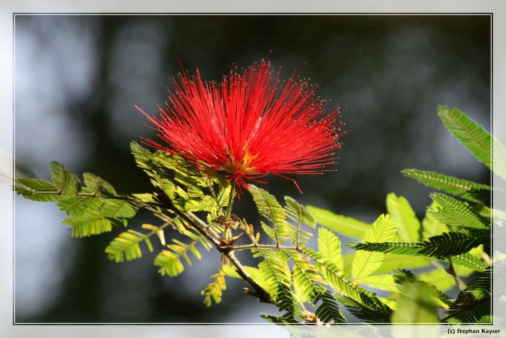 Rote Stachel