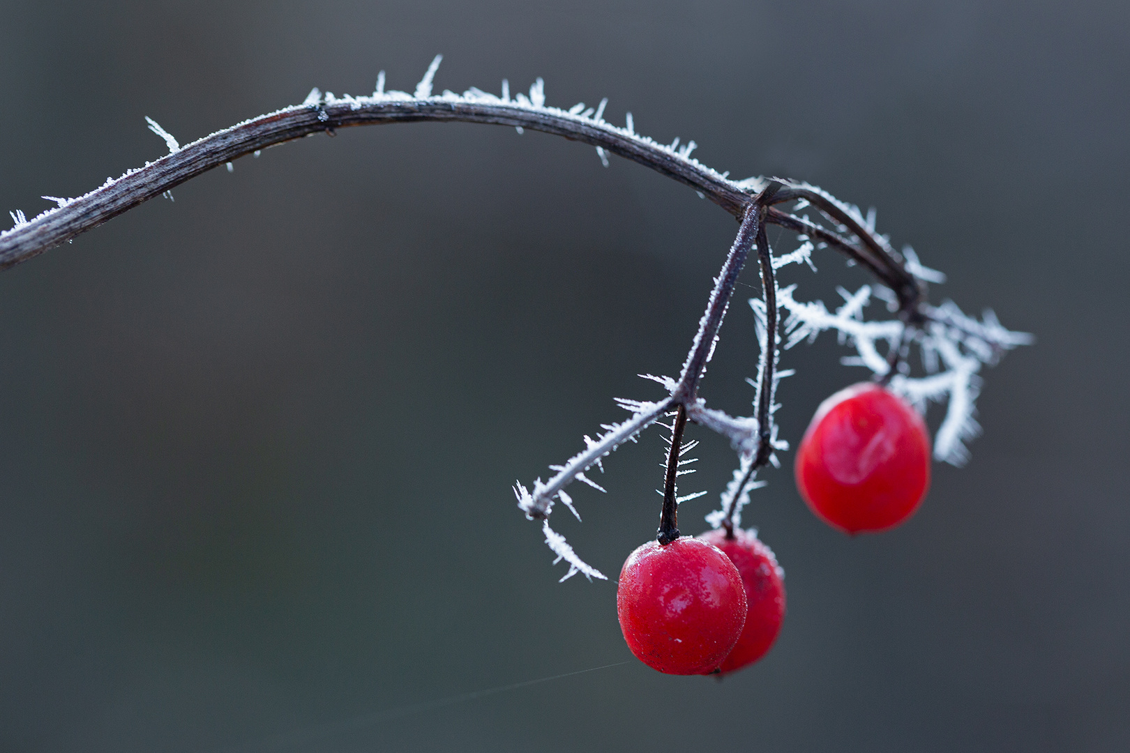 rote Stachelbeeren