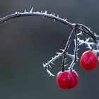 rote Stachelbeeren