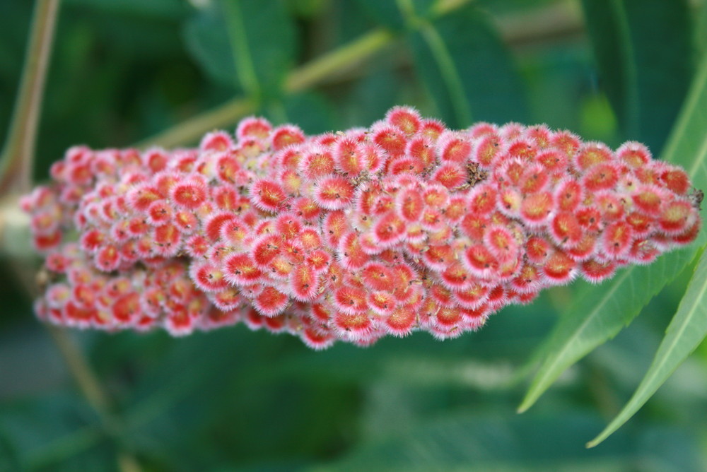 Rote stachelige Pflanze