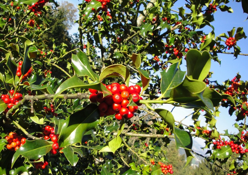 Rote Stechpalmenbeeren im Herbst