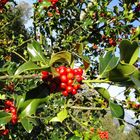 Rote Stechpalmenbeeren im Herbst