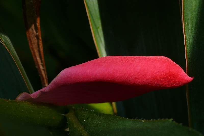 Rote Stille von OZO 