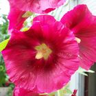 Rote Stockrose (Alcea)