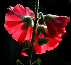 Rote Stockrosen.....