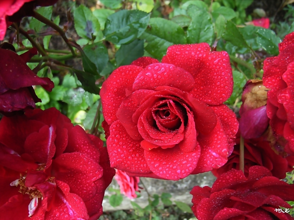 Rote Strauchrose