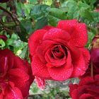 Rote Strauchrose