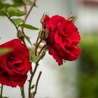 rote Strauchrose