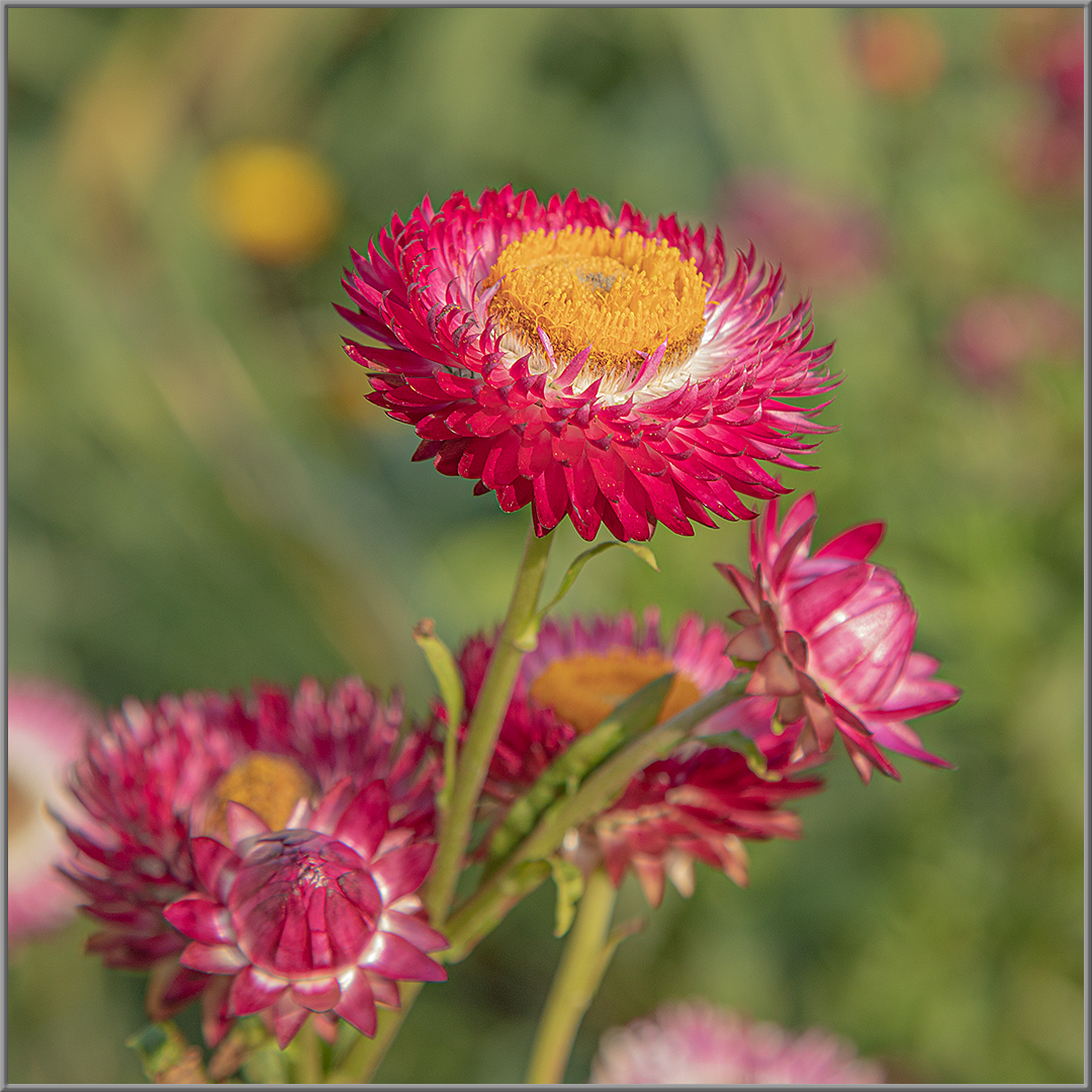 rote Strohblumen