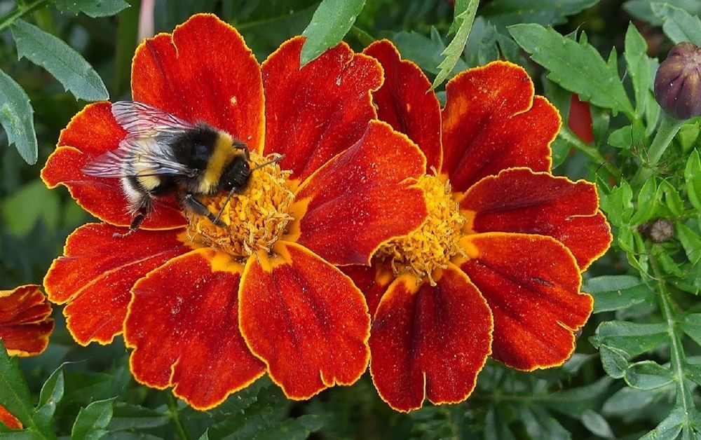 Rote Tagetes mit Besucher ...