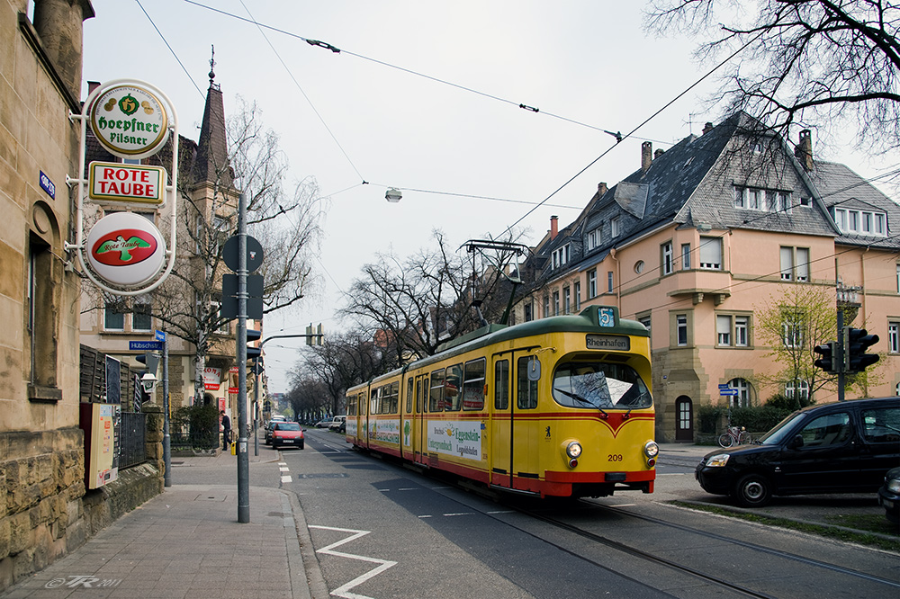 Rote Taube