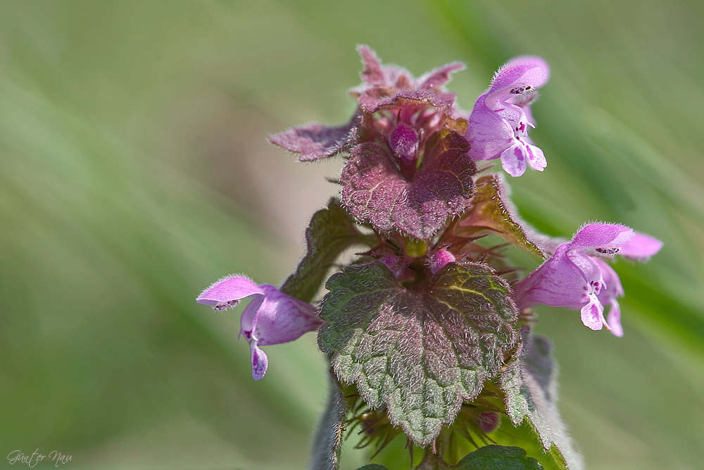 Rote Taubnessel ( Lamium purpureum)