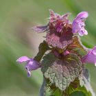 Rote Taubnessel ( Lamium purpureum)