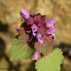 Rote Taubnessel - Lamium purpureum