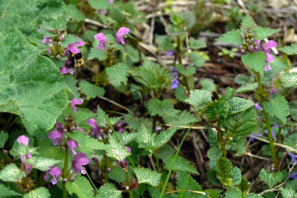 Rote Taubnessel mit Hummel