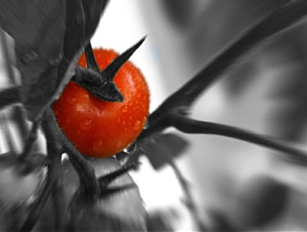 rote Tomate ;)