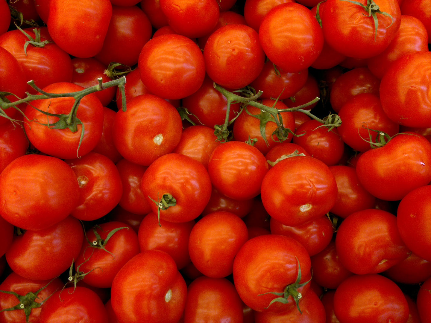 Rote Tomaten