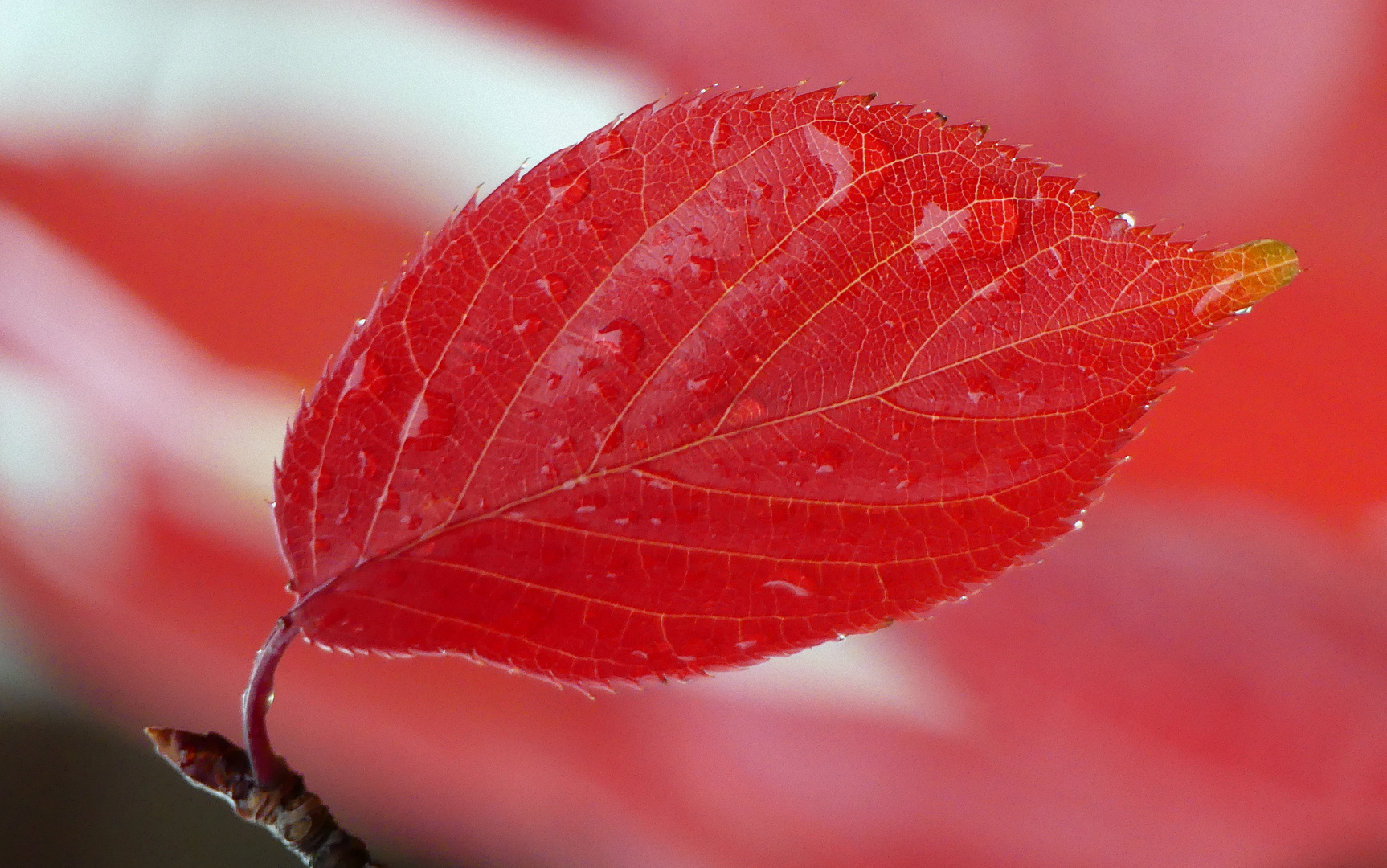 Rote Tropfen