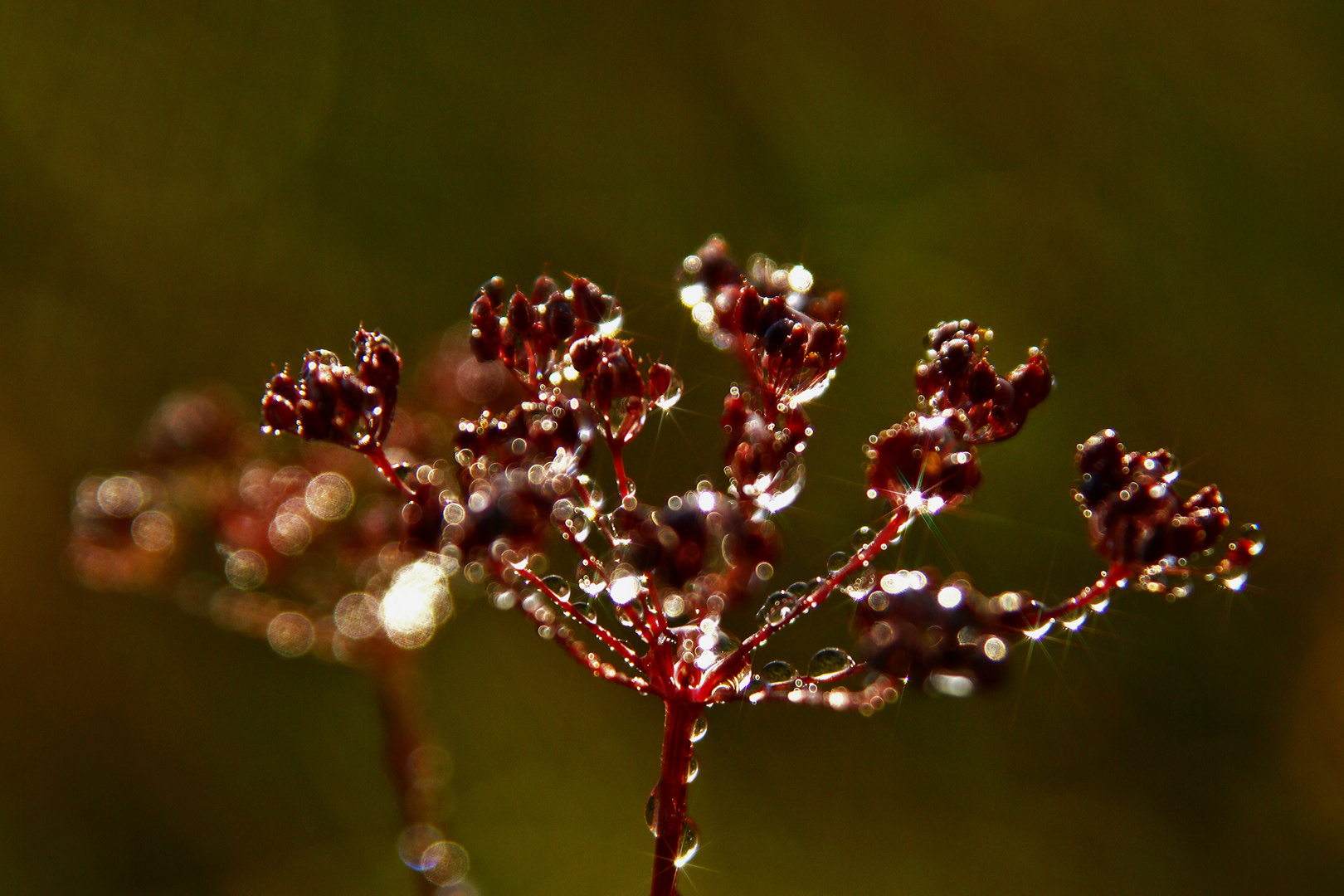 Rote Tropfen...