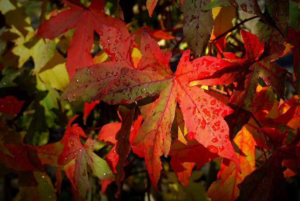 Rote Tropfen