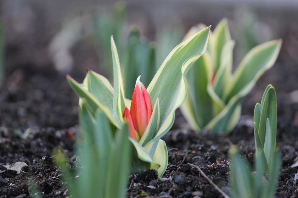 Rote Tulpe