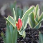 Rote Tulpe