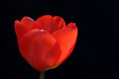 rote Tulpe