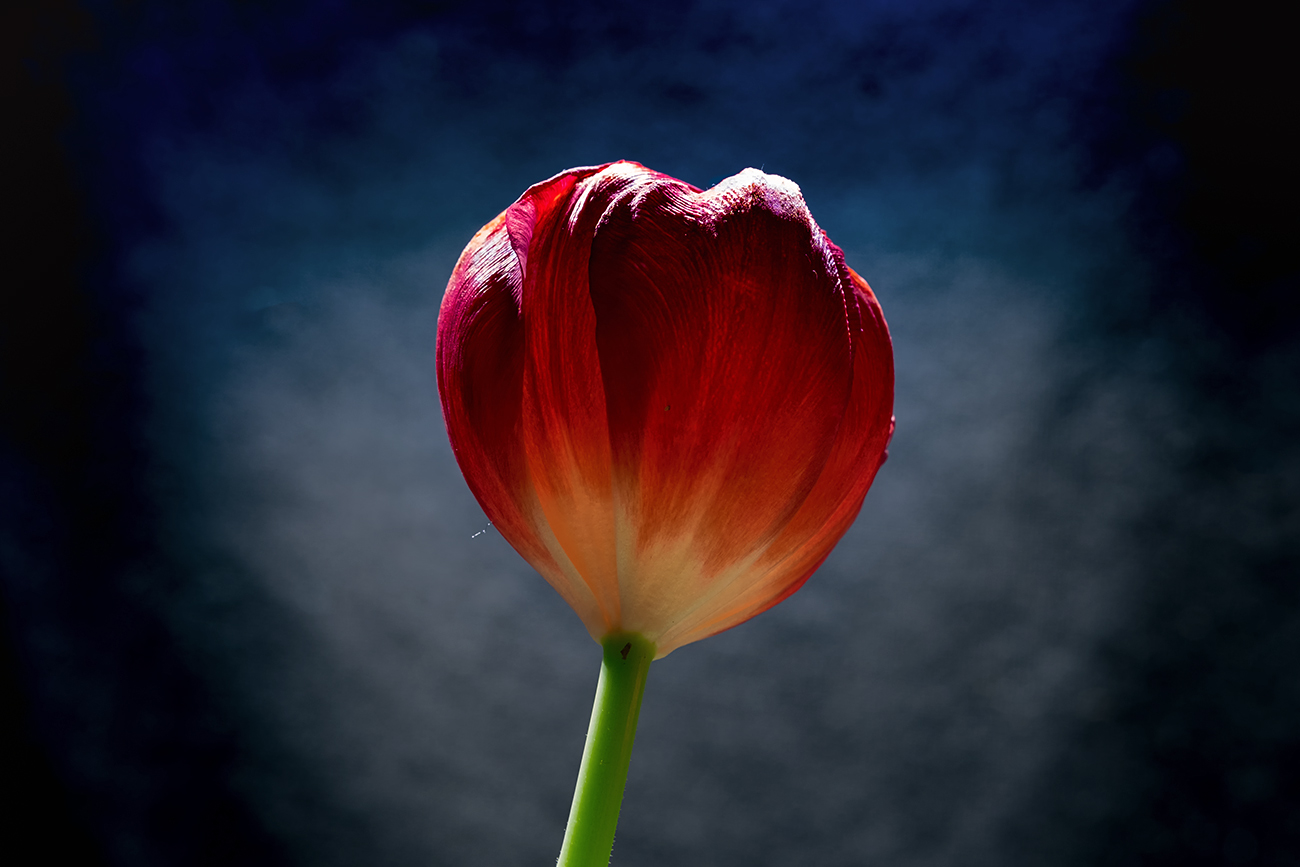 Rote-Tulpe