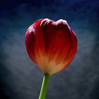 Rote-Tulpe