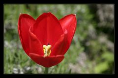 Rote Tulpe