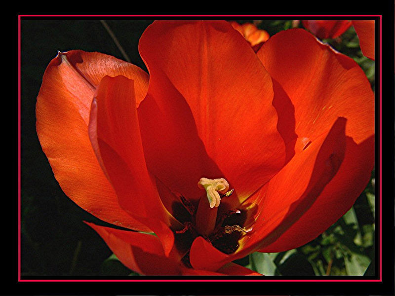 Rote Tulpe