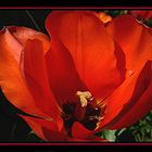 Rote Tulpe