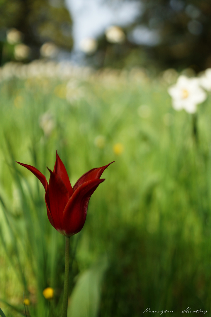 Rote Tulpe