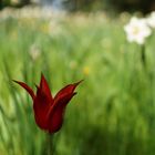 Rote Tulpe