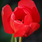 Rote Tulpe