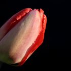 rote Tulpe