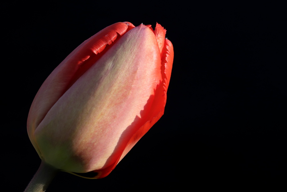 rote Tulpe